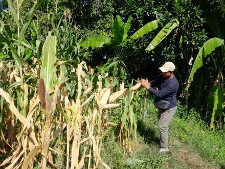 Hasil Tanaman Jagung Desa Kerobokan
